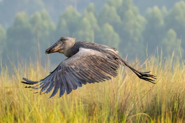 Fototapeta premium A rare Shoebill (Balaeniceps rex) in flight, showcasing its massive wingspan as it glides over the papyrus reeds of Mabamba Swamp, Uganda