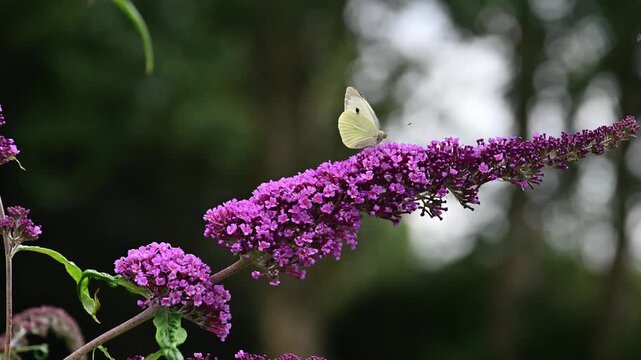A single Cabbage White Butterfly feeding on nectar from buddleia flowers.