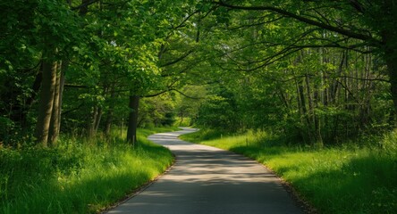 Obraz premium Green summer forest road bathed in sunlight with rich grassy surroundings