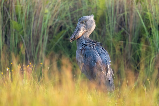 A Shoebill (Balaeniceps rex) standing motionless in its natural habitat among the papyrus plants of Mabamba Swamp, Uganda