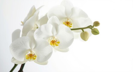 Soft white and yellow orchid flowers arranged on a pristine white background offering plenty of copy space for holiday greetings