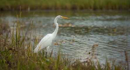 Obraz premium White egret in natural wetland habitat with subtle pastel coloring and copy space
