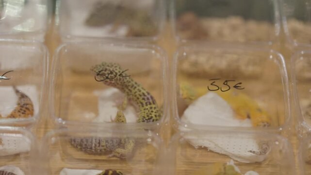 Leopard geckos for sale at pet fair