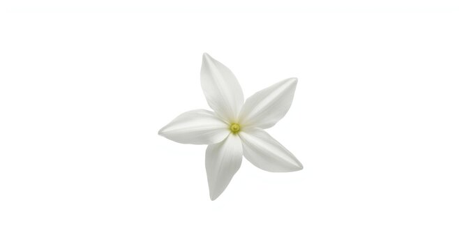 White background with focused Jasminum sambac flower isolated