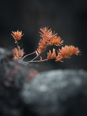 autumn tree branch closeup
