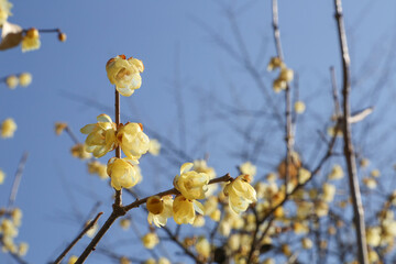 青空とロウバイ