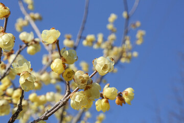 蝋梅と青空