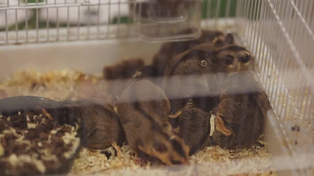 Newborn japanese quail chicks hatching in an incubator