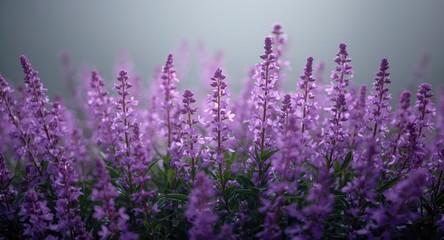 Fototapeta premium Radiant purple verbena in a flowerbed with space for text
