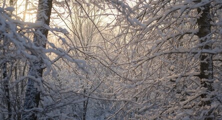 Obraz premium Sunlight streaming through heavily snowed upon forest limbs
