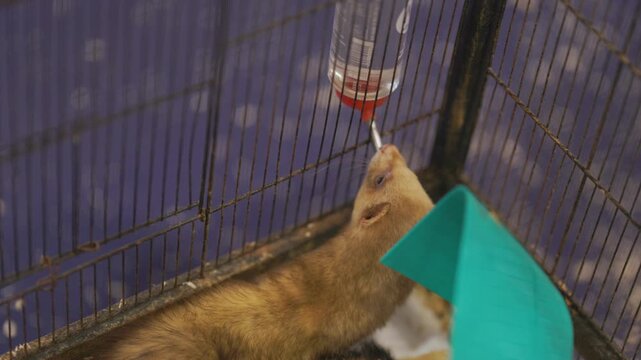 Domestic ferrets drinking water from a bottle feeder inside a cage