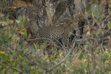 leopard looking for prey in African savanna botswana  (Panthera pardus)