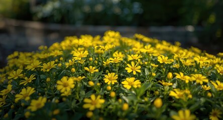 Obraz premium Bright yellow Wedelia trilobata flowering as a low growing ground cover in garden light