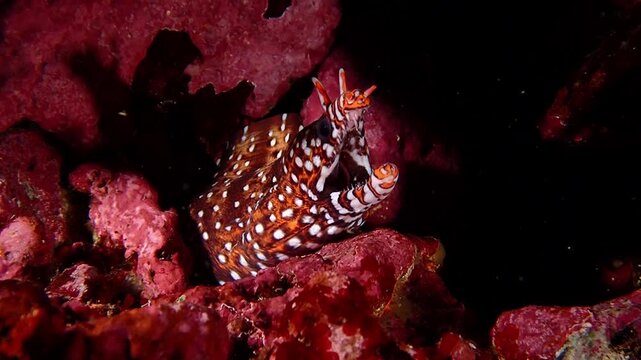岩陰のトラウツボ　