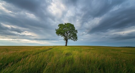 Fototapeta premium Single tall tree standing elegantly amidst vibrant grass fields under a scenic and dramatic sky