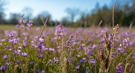 Warm Season Meadow Covered in Purple Blooms and Fragrant Herbs During Springtime