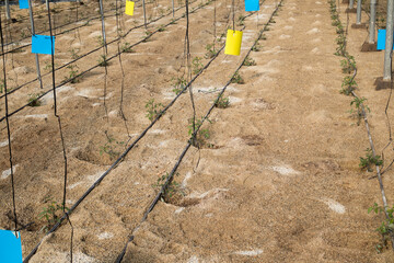 Plantaci&oacute;n joven de tomate en invernadero con riego por goteo y trampas cromato tr&oacute;picas en suelo arenoso
