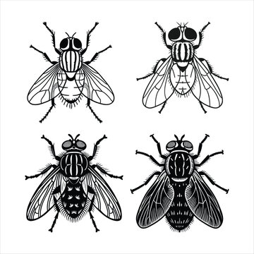 Black And White Fly Insect Outline Set