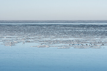 Obraz premium Calm winter sea dotted with floating ice floes and a group of seabirds resting on the icy surface under a pale sky