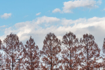琵琶湖の港と近江大橋たもとのメタセコイア　滋賀県大津市膳所城跡公園から