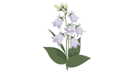 Botanical illustration of a delicate bellflower plant with light purple flowers and dark green leaves in a realistic flat style.