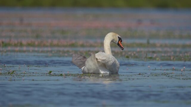 Whooper swan
