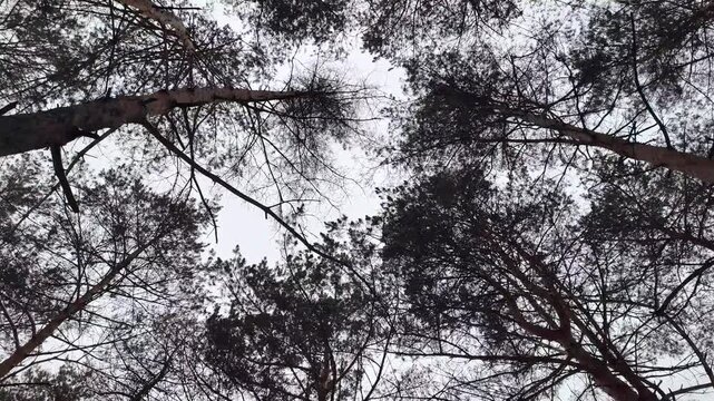 Winter pine forest in snow. Tall Scots pines with bare branches and green needles against pale sky. Snow-covered ground, looking up canopy view and ground-level scene, serene cold woodland atmosphere.