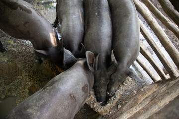 Fototapeta premium Mexican hairless Creole pig on a farm in a rural area in the interior of the Yukatan Peninsula.