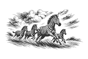 Running zebra family in savanna vector illustration in vintage hand drawn woodcut style, African wildlife animals in motion for travel design. © Chairul