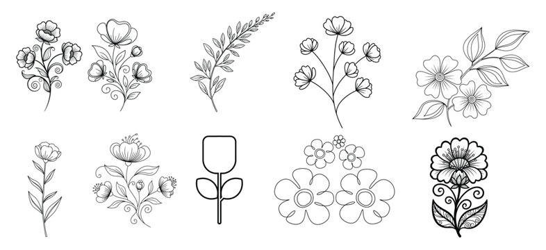 Botanical illustrations of various plant species