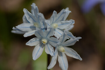 春の庭に咲く白い可愛い花　プスキニア
