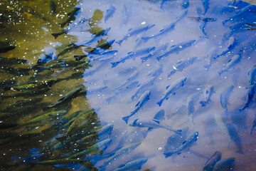 rainbow trout in open freshwater lake