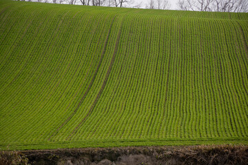 春の緑のムギ畑
