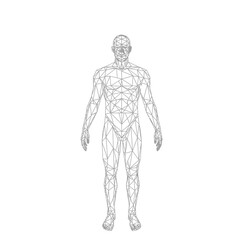 Wireframe human body model, low poly, geometric, abstract, digital art, isolated on white background.