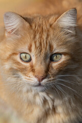 close-up portrait of a cat with orange fur and green eyes looking directly at the camera