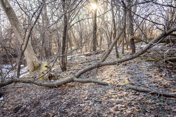 Golden afternoon sunlight filters through a dense Waukesha County forest, illuminating patches of melting snow and fallen timber in late winter.