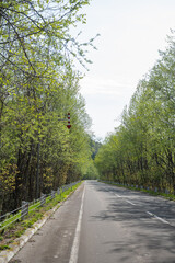 新緑の森を通る道路
