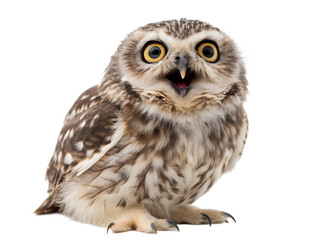 Fototapeta premium Great horned owl isolated on white background