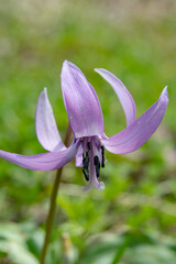 春の野山に咲くピンクの可愛い花　カタクリ
