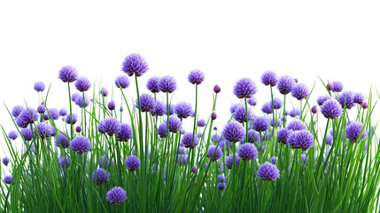Beautiful purple flowers in a meadow, isolated on transparent background