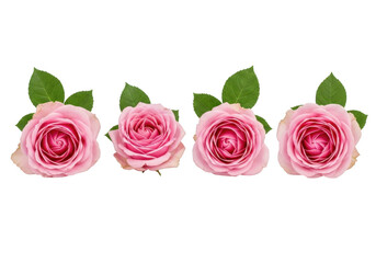 Naklejka premium Four delicate pink roses lined up against a black background