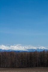 春のカラマツ林と残雪の山並み　十勝岳連峰
