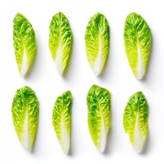 Fresh Crisp Romaine Lettuce Leaves Arranged Symmetrically on Clean White Background