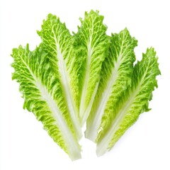 Fresh Green Romaine Lettuce Leaves for Healthy Salads and Culinary Dishes in Vibrant Natural Light