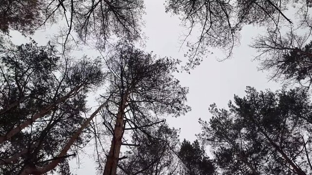 Winter pine forest in snow. Tall Scots pines with bare branches and green needles against pale sky. Snow-covered ground, looking up canopy view and ground-level scene, serene cold woodland atmosphere.