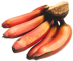 Bunch of Raw Organic Red Bananas