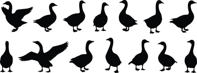 Silhouette Collection Of Geese In Various Poses On White Background goose bird © Shahajan