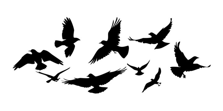 Black bird silhouettes flying in different directions black birds flying birds white background