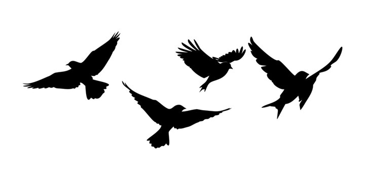 Black silhouette of flying sparrows in various positions birds flying birds transparent background