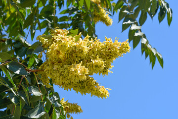 Tree of heaven branches with seeds - Latin name - Ailanthus altissima